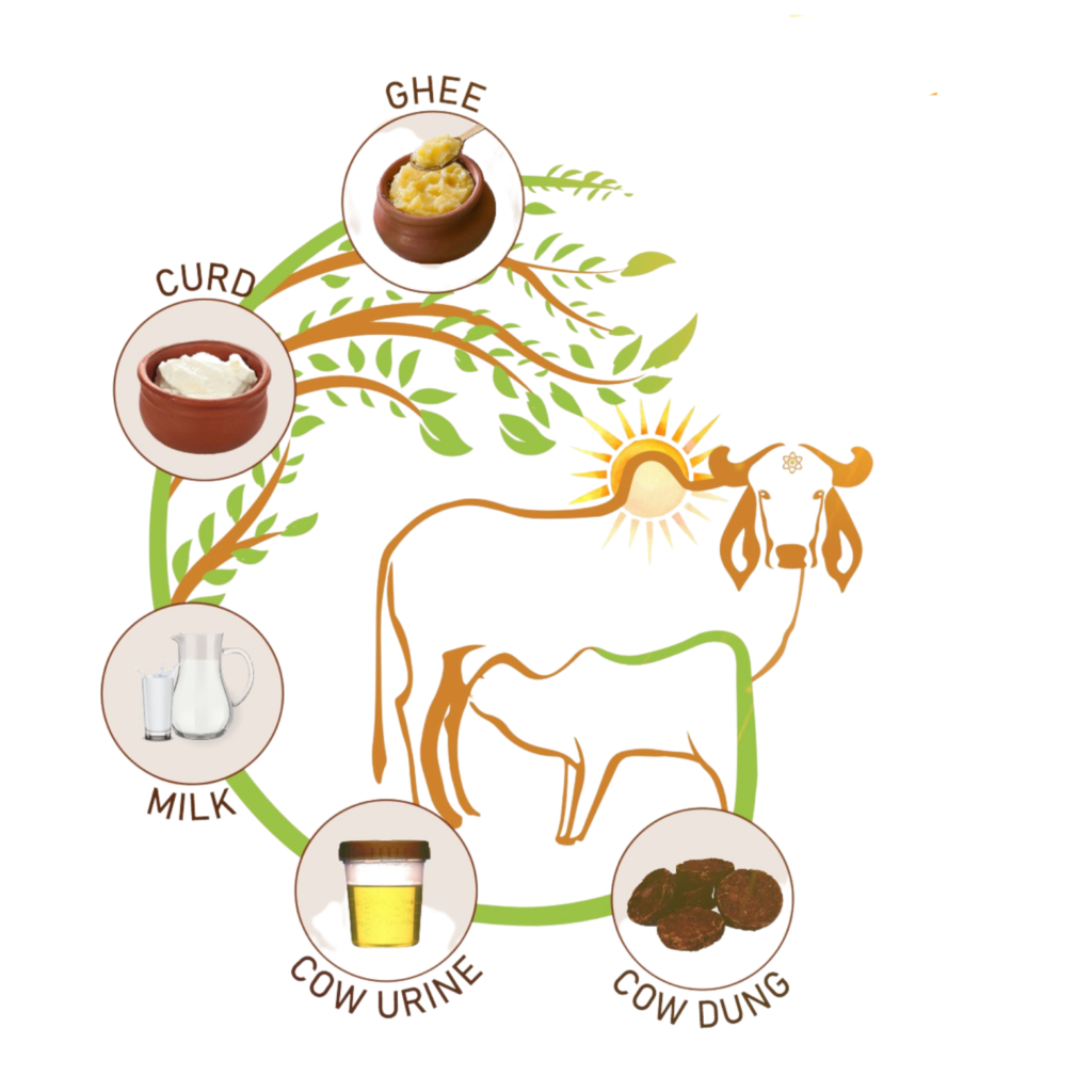 Traditional Indian agriculture wisdom with cow products